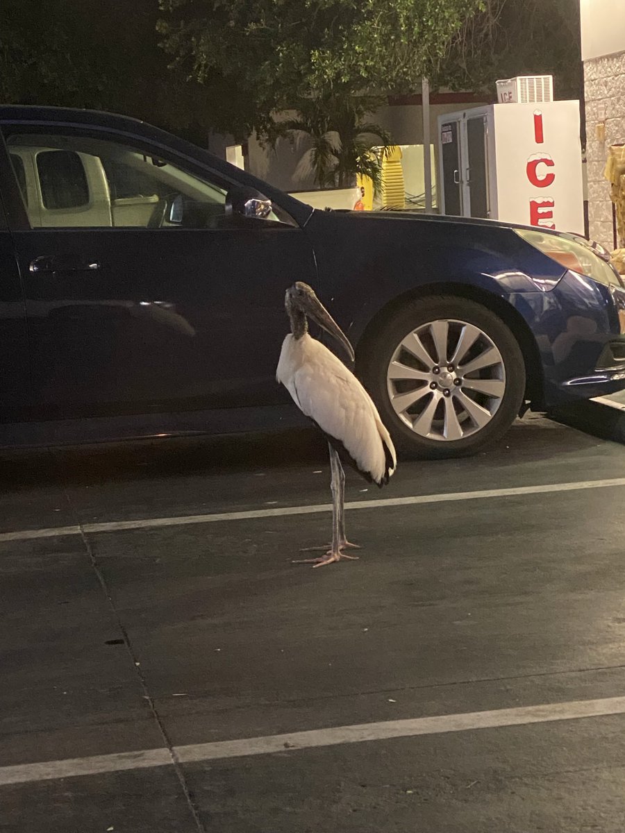 c0debr8ker's tweet image. There’s a bird named Walter that comes to this gas station by my house every night. He stairs inside the store waiting for food. Creepy looking MF 😤 #FloridaShit
