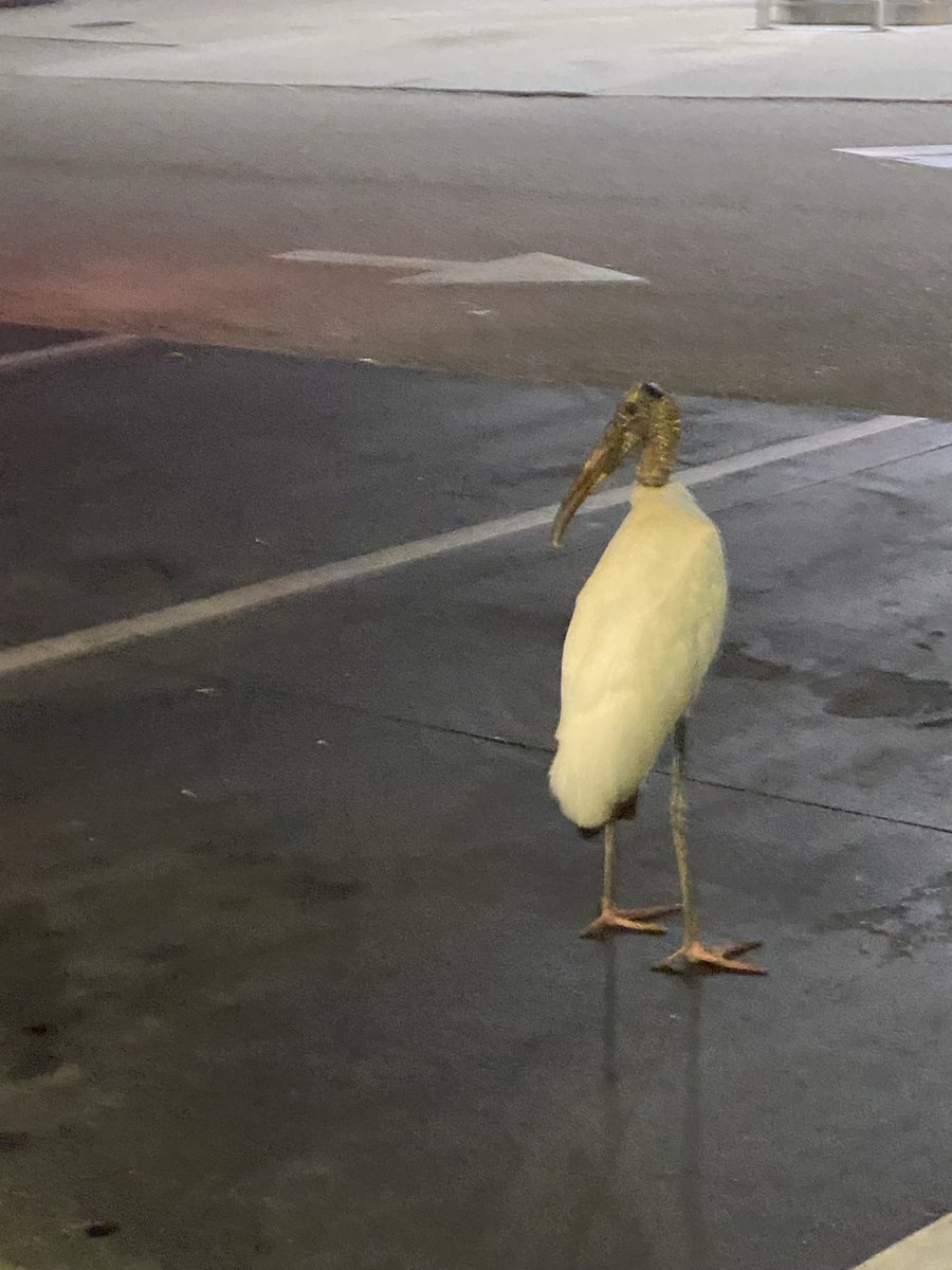 c0debr8ker's tweet image. There’s a bird named Walter that comes to this gas station by my house every night. He stairs inside the store waiting for food. Creepy looking MF 😤 #FloridaShit