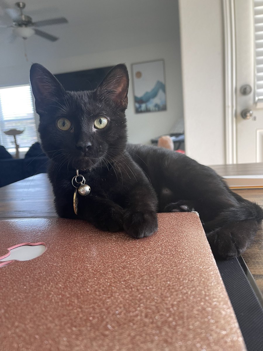 Merlin said I don’t need to work today so we are going to take a nap instead 😇