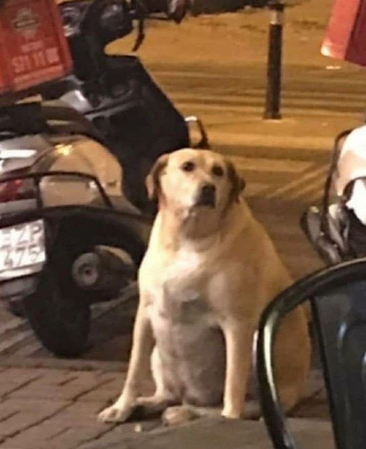 twaniimals's tweet image. 