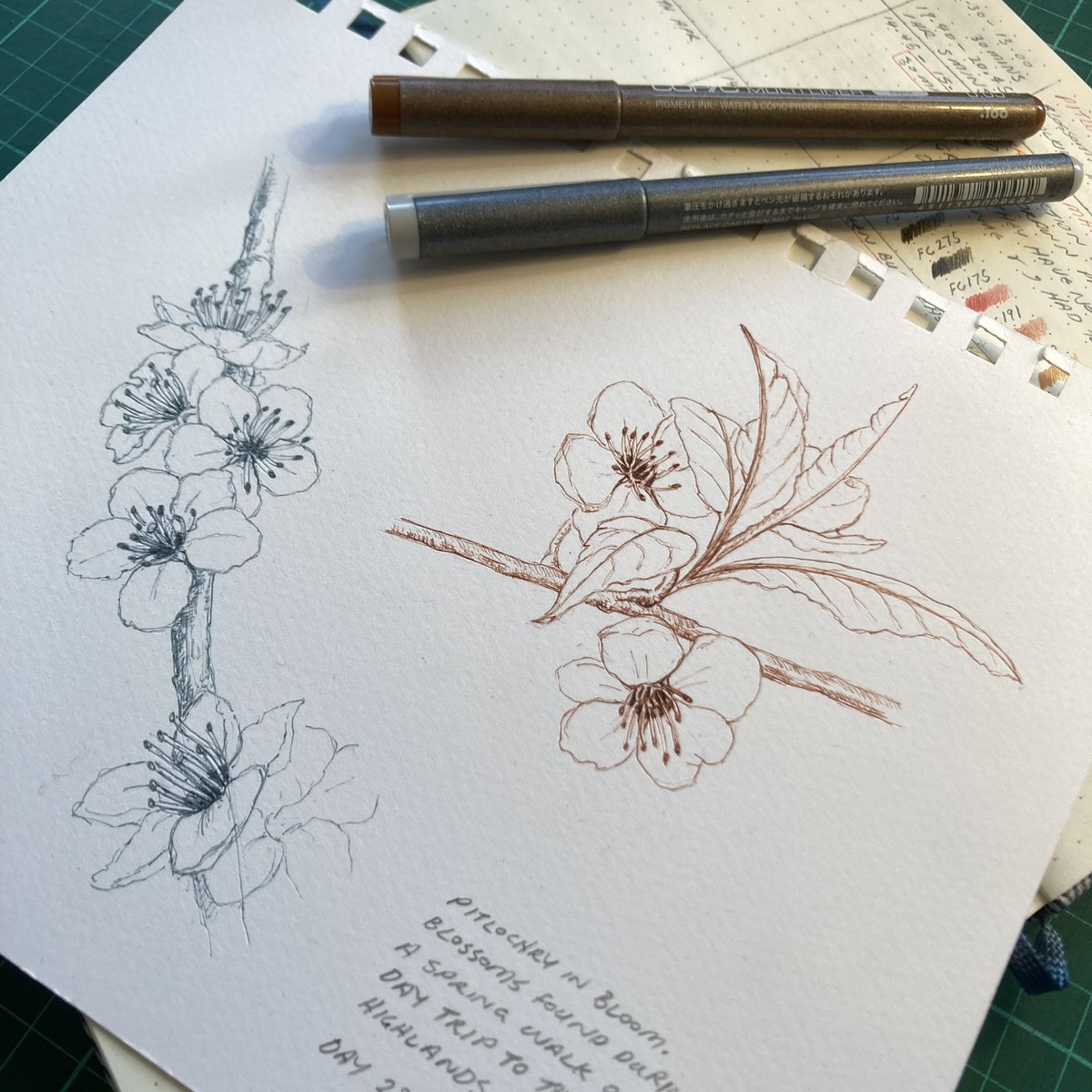 JennyHaslimeier's tweet photo. Day 291. Quick sketches of some blossoms on a crisp spring day in Pitlochry.

#art #ArtistLife #botanical #BotanicalArtist #BotanicalDrawing #BotanicalIllustrator #InkPenSketch #BotanicalSketch #RealisticDrawing #sketch #ASketchADay #DailyDrawing #JennyHaslimeier https://t.co/TGVEV9cNDY
