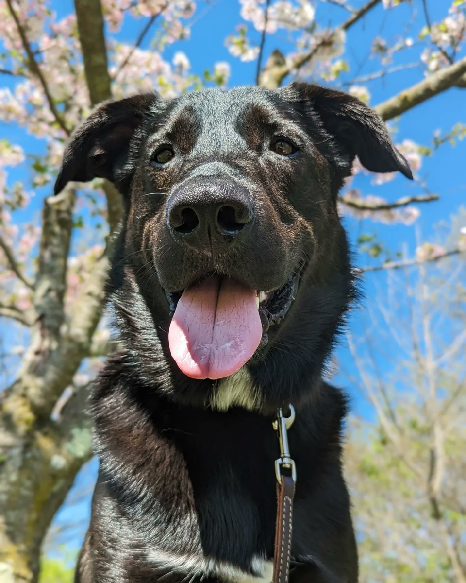 4/19/2023: Today's episode has been interrupted due to Hiccup being v proud of this selfie he took. 

#wednesdaythought #RescueDogs #dogsoftwitter #selfie