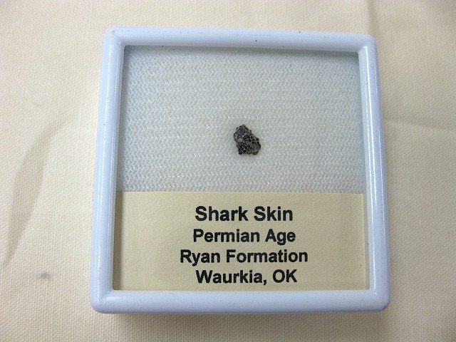 indiana9fossils's tweet image. Permian Shark Skin Ossicle #5
$15.00
Click on the link below to order today!
prehistoricfossils.com/product/permia…

#shark #sharks #sharkskin #ossicle #fossils #fossilsforsale #fossil #fossilfinds #permian #sharkossicle #fossilsforsale