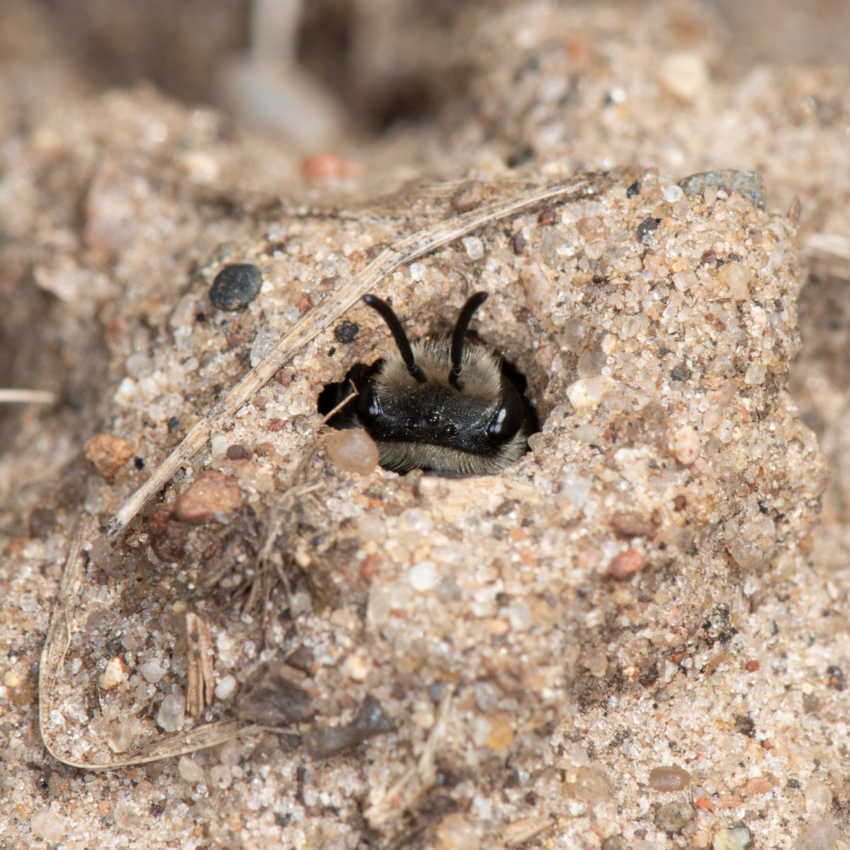 Yesterday, cellophane #bee (Colletes inaequalis) females perched at their nest entrances in morning, waiting for temps to warm up. Males patrolling nest aggregation. In afternoon, females visited pussy willow. Nest provisioning iminent after today's rainy weather subsides.