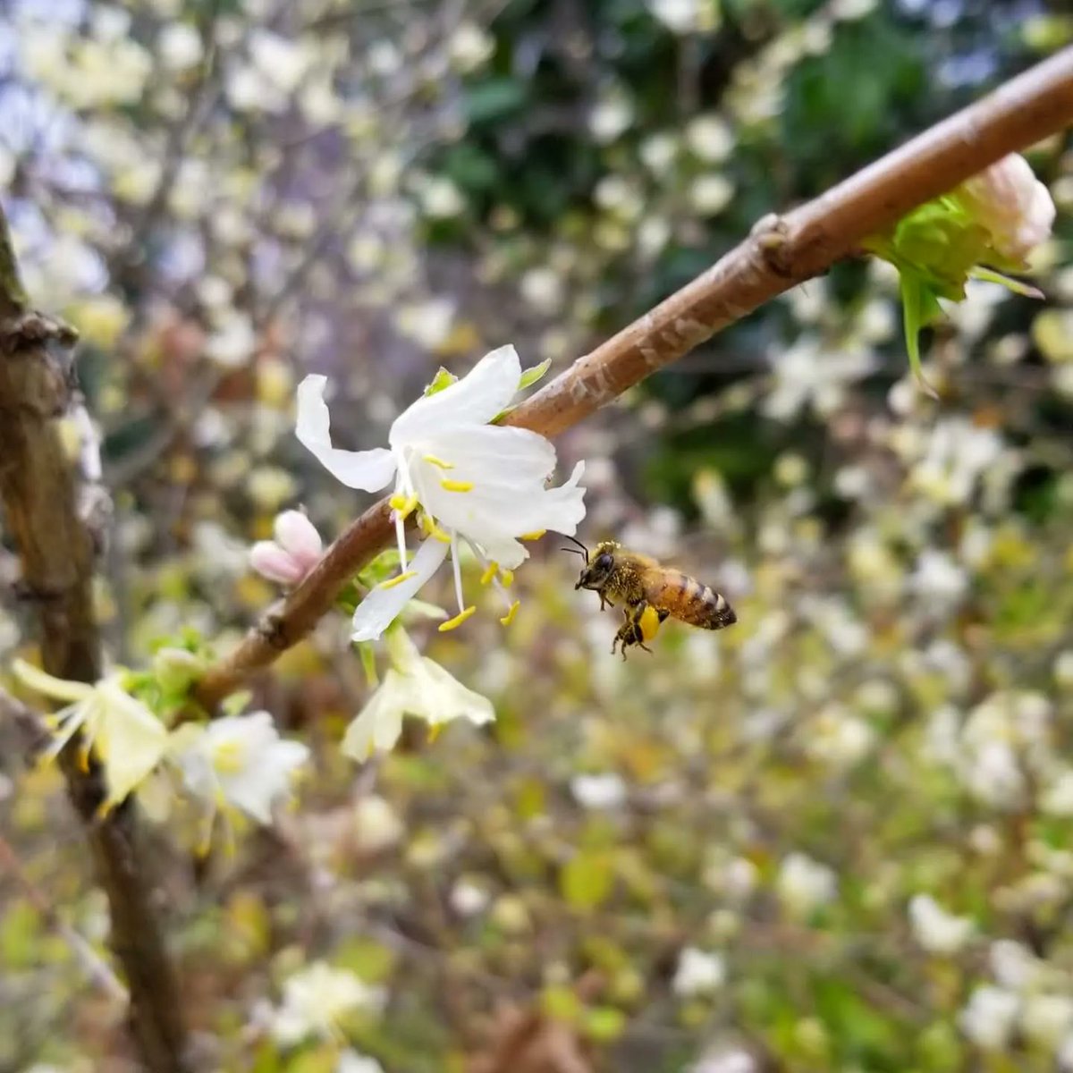 FoxhoundBeeCo's tweet photo. One track mind. 

#beekeeping #honey #beekeeper  #bees #homegrown #homestead #urbanbeekeeping  #buzzing #backyardgoals #instagrambham #savethebees ##ilovenature #beehive #bee #backyardbees #foxhoundbeeco #albeeks #beekeeping101 #alabama #honeybee https://t.co/FFnnfXOCpK