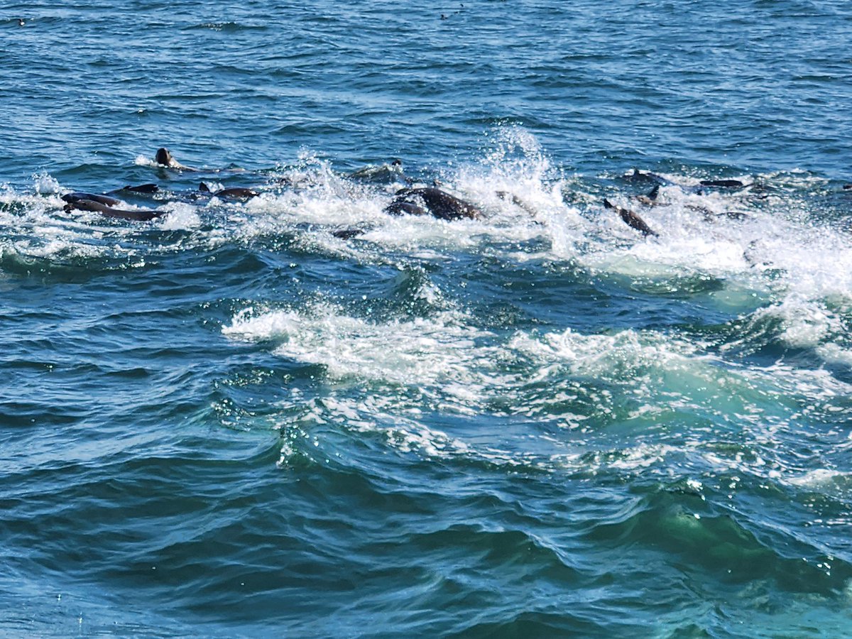 WindwardSchool's tweet photo. Our 8th Graders are making a splash in Monterey today! #Minimester 

@emandelwindward https://t.co/CImvglm9Vl