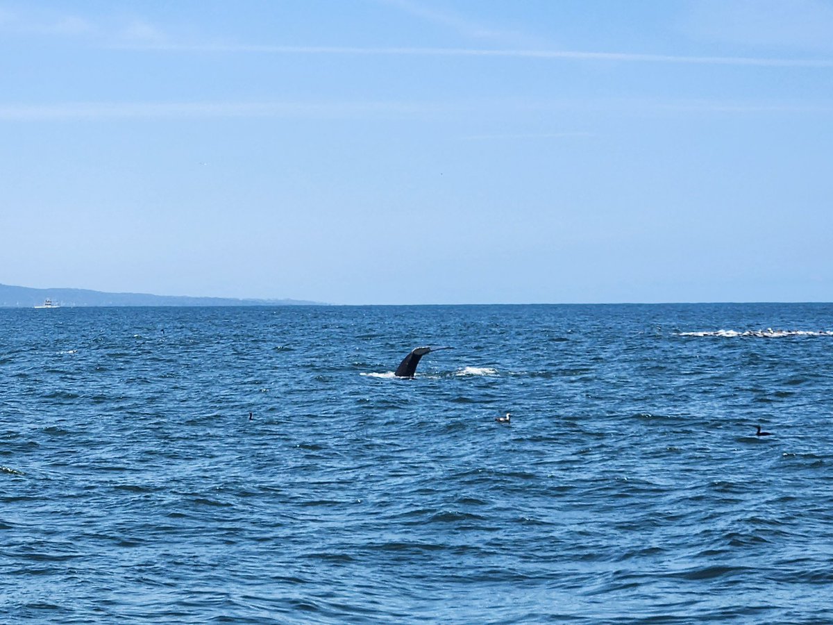 WindwardSchool's tweet photo. Our 8th Graders are making a splash in Monterey today! #Minimester 

@emandelwindward https://t.co/CImvglm9Vl
