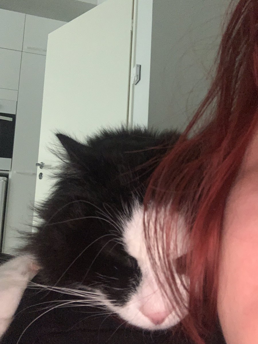 jjessikae's tweet photo. he lays on me hes adorable https://t.co/1xkoL73lsi