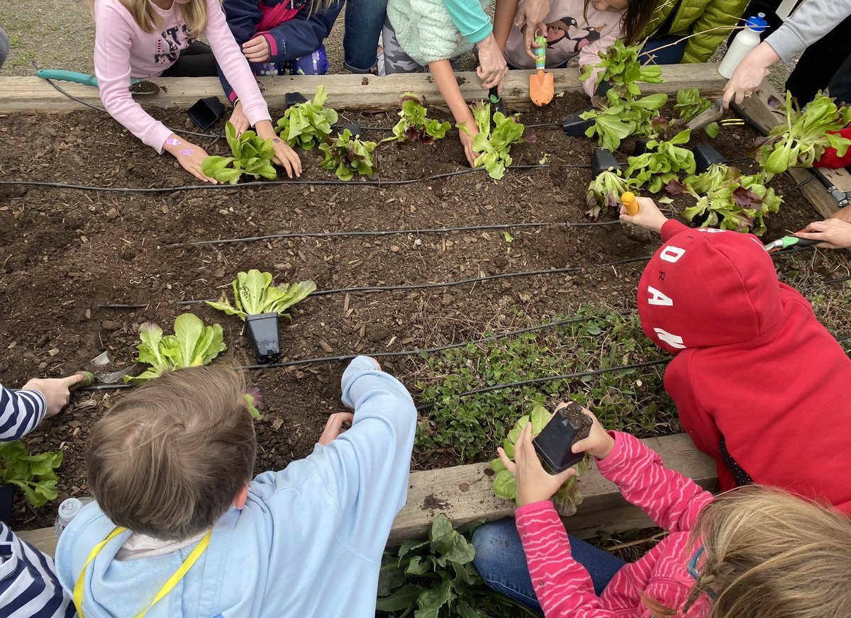 2nd graders enjoyed their field trip to Growing Gardens today! Ss learned about Insects’ Habitats &amp; Honeybees, Pollination &amp; the Food We Eat, and Working in the Garden. Ss even got to take home a plant of their own! <a href="/SHPK8/">Cyrus Weinberger</a> <a href="/SHPK8innovation/">SHPK8 Innovation</a>