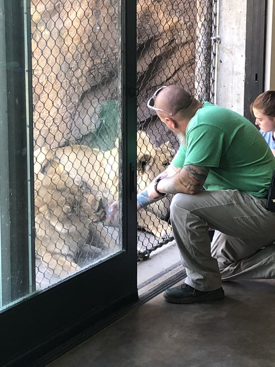 🦁📢 Tatu is still making progress in getting used to his outdoor area and has yet to come outside. Meanwhile, we are still making sure Asante and Zuri get plenty of attention and maintain their relationships with their keepers!