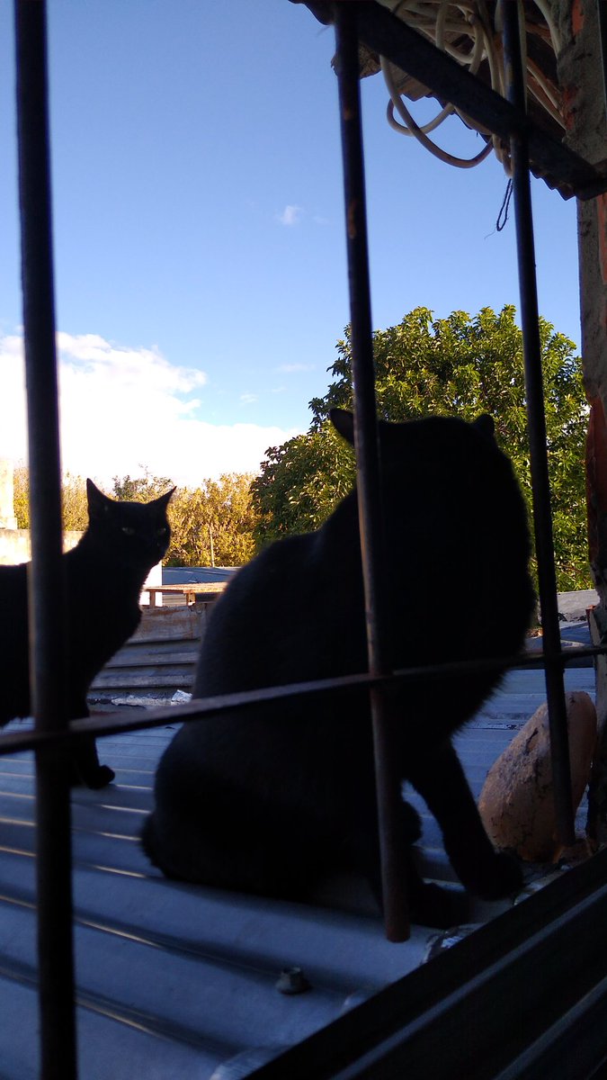 MaaatiMartinez's tweet photo. Le estábamos hablando al que creíamos que era mi gato Y APARECIO MI GATO https://t.co/WzSjHXfROE