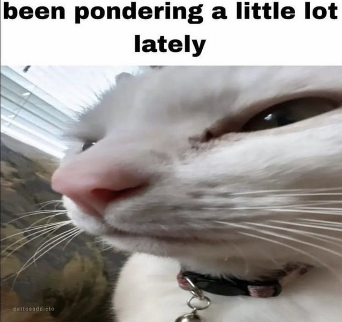 literallymecats's tweet photo. https://t.co/2sfwIaketw