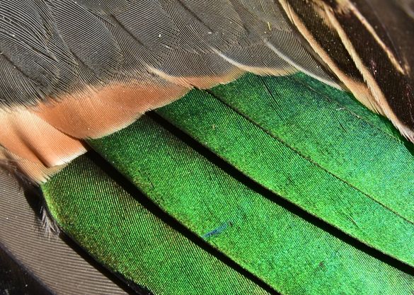 USFWS MigratoryBirds on Twitter: "Green-winged teal was the subject of