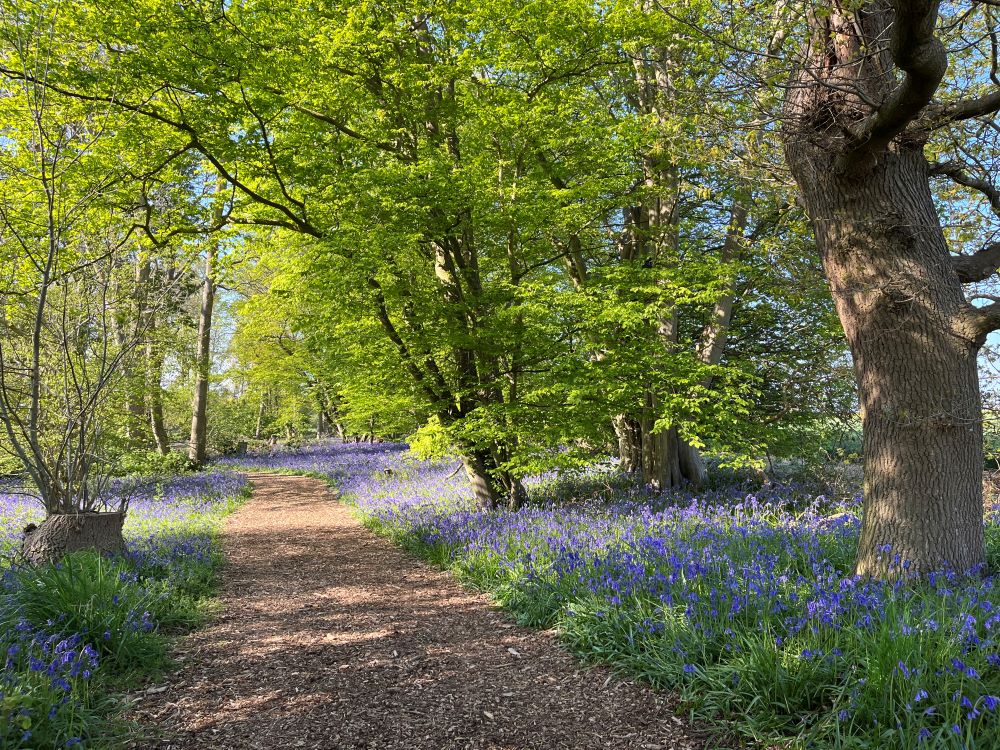 Bluebell spectacular will boost mental health wellbeing in Norfolk allthingsnorfolk.com/component/k2/i…