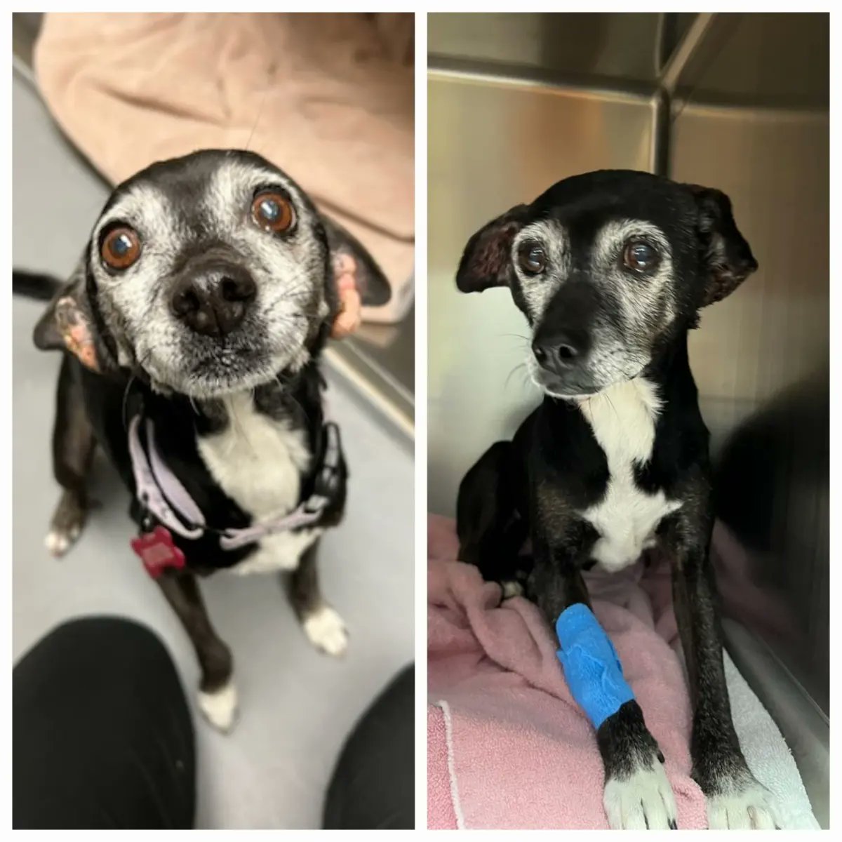 MellsMutts's tweet photo. Lois ❤️
Before and after surgery to remove the mass' on her ears 
#mellsmutts https://t.co/eKizmgHXll