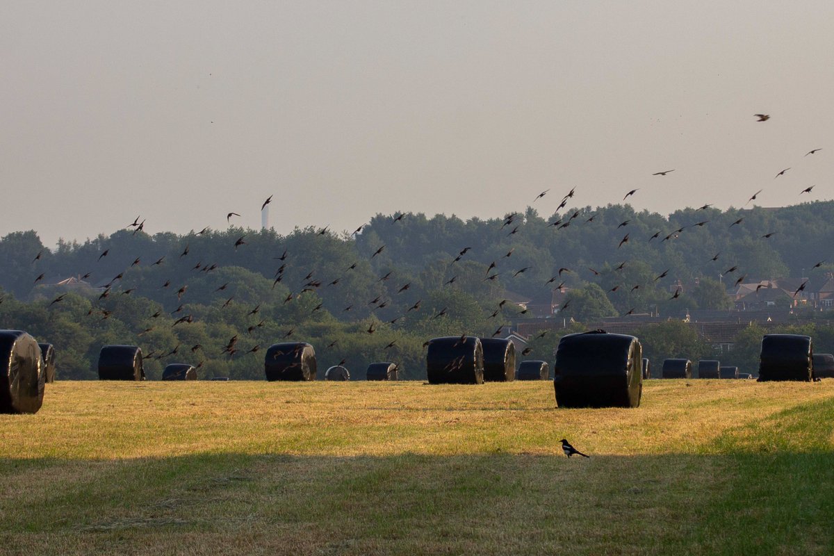 Field Birds

(Ashton-in-Makerfield, Wigan, September 2017)  

#photography #landscapephotography #landscape  #heatwave #farming #fields #haybales #ukbirds #birds #starlings #magpie #AshtonInMakerfield #Wigan