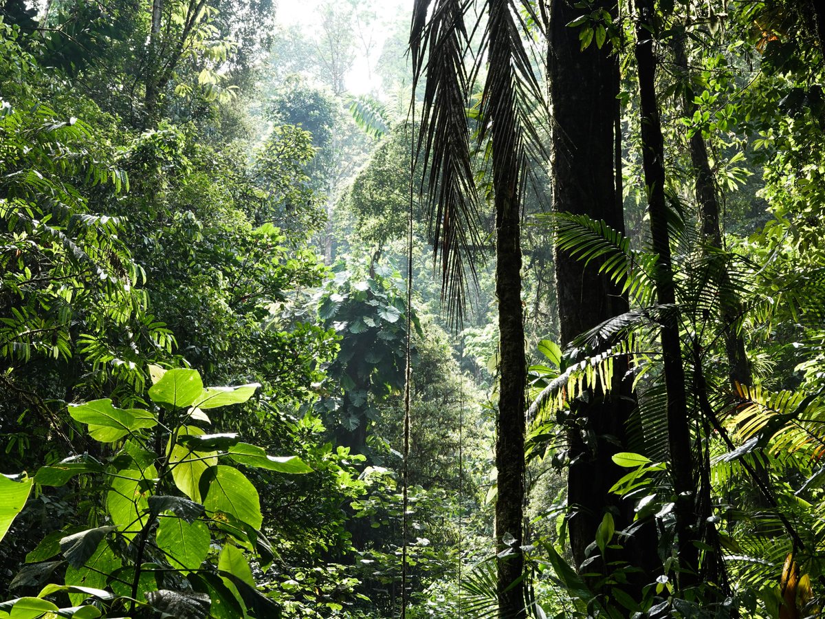 UNBiodiversity's tweet photo. Throughout history: 
🌿Over 6 000 plant species have been cultivated for food  

But TODAY 
🌱Less than 200 crops make substantial contributions to global food production. 
🍈Only 9 species account for 66% of crop production.  https://t.co/HapbsXlVDJ 
#ForNature

Via @FAOclimate https://t.co/5aLq5Vg8cd