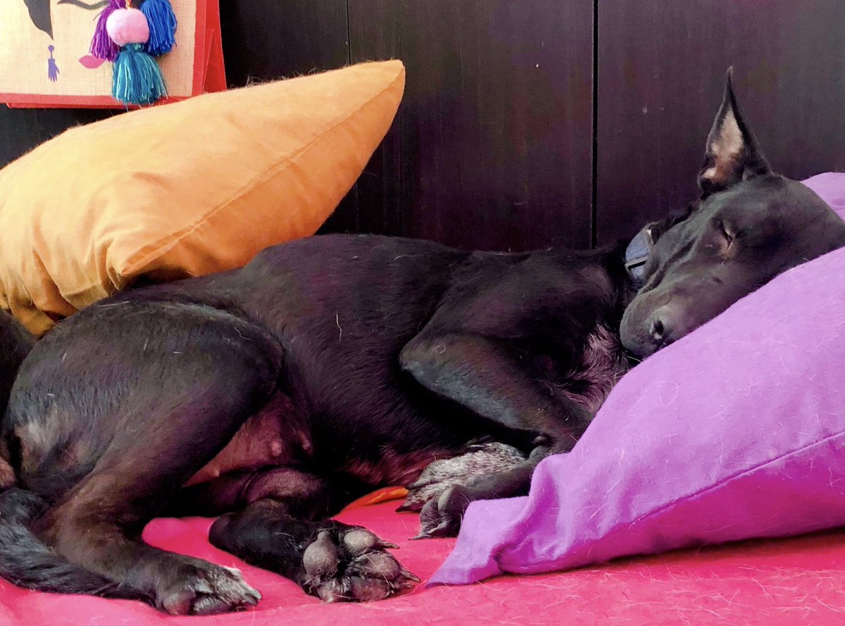 felicostello's tweet photo. Cuando no tienes que preocuparte por trabajar por tus croquetas… 😑
#Ellie #BlackDogsRule 🖤
#AdoptaNoCompres https://t.co/DWAlgYp0Na