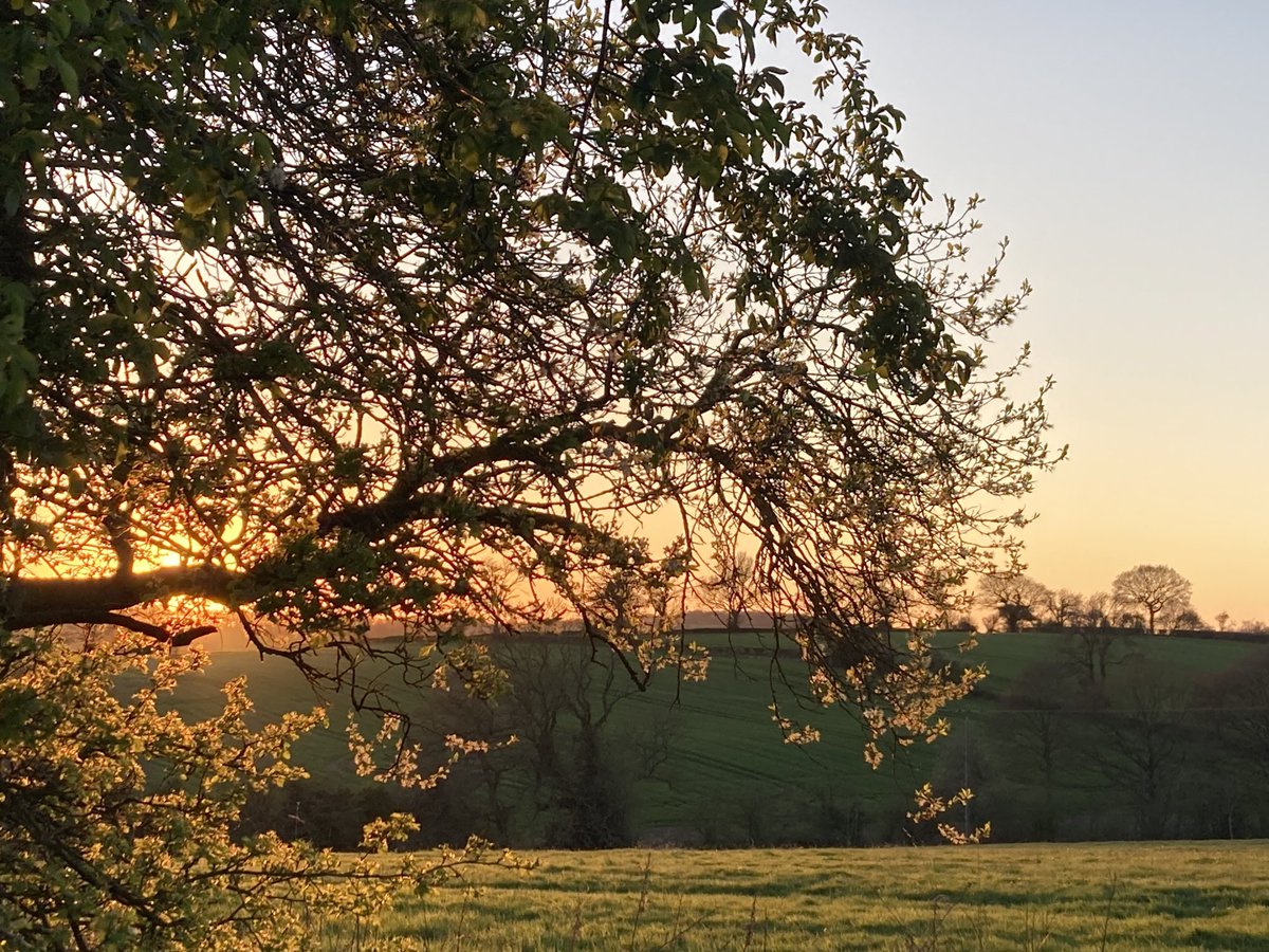 Sunset. Despite last week’s wind, rain and hail we still have damson blossom. #Derbyshire