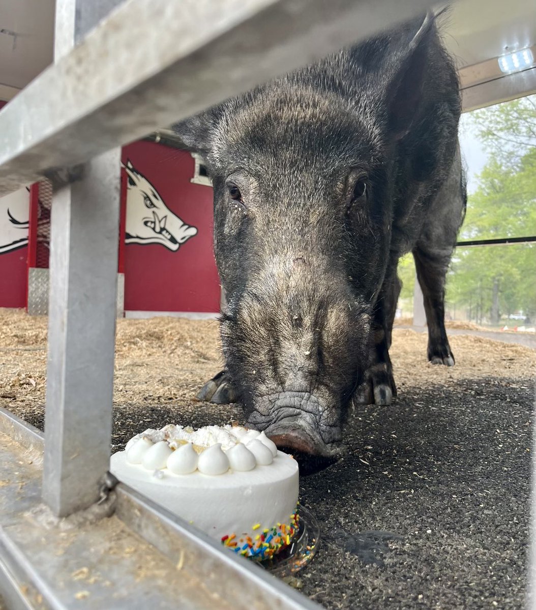 ArkRazorbacks's tweet photo. Happy 5th Birthday to the BEST live mascot in college sports @Tusk_UA 🐗 https://t.co/hZs0pkw71Z