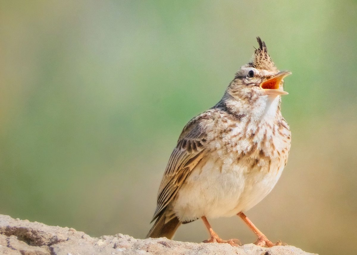 feroniaphoto's tweet photo. 🧡🧿
#birdwatching #hangitür https://t.co/sXREMrHOCE