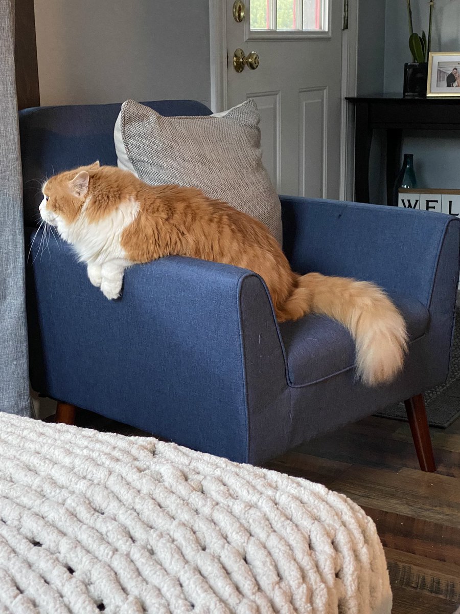 completelycarly's tweet photo. A dangerous hunter stalking his prey (the birds outside the window) https://t.co/CbKjBWOZQP