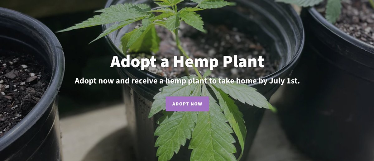 Adopt a hemp plant now and receive a hemp plant to take home by July 1st! Learn More --> fingerboardfarm.market/collections/ad…

#FingerboardFarm #Hemp #HempFarm #Cannabis #fourtwenty #cannabisgrower #cannabislife #FarmHer #FrederickMD #VisitFrederick #Leafly #Hibnb #airbnb #FarmStay #CBD
