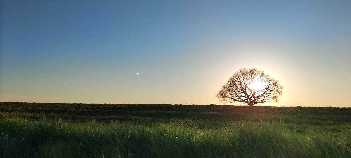 EmilieMontreal's tweet photo. Un point de repère dans la campagne, un soir de printemps 🌱
Tant qu’il y a de la sève, l’arbre ne tombe pas | Proverbe québécois
#condroz #wallonienature 🇧🇪 #naturelovers #SpringIsComing https://t.co/Wl0R6K8Mhf