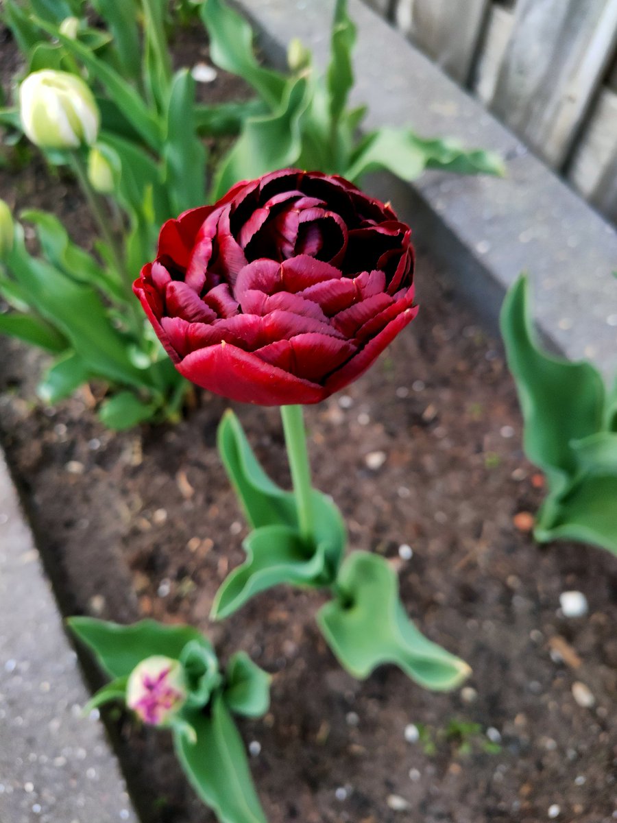 😍 toch leuk als ze dan ook echt opkomen en in bloei staan 🌷🇳🇱