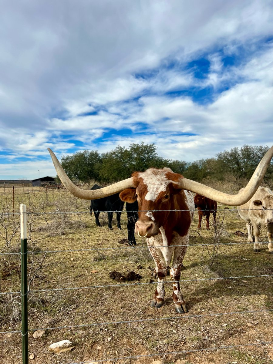 The life of a retired steer! Norman is taking it easy and enjoying the retirement life. 

#cattledrive #cattle #longhorncattle #longhorn #fortworthlocals #traveltexas #fortworthwhile #fortworth #western #fortworthstockyards #seefortworth
