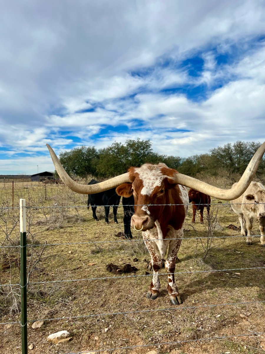 fortworthherd's tweet photo. The life of a retired steer! Norman is taking it easy and enjoying the retirement life.
#cattledrive #cattle #longhorncattle #longhorn #fortworthlocals #traveltexas #fortworthwhile #fortworth #western #fortworthstockyards #seefortworth https://t.co/DKfwnYt5u2