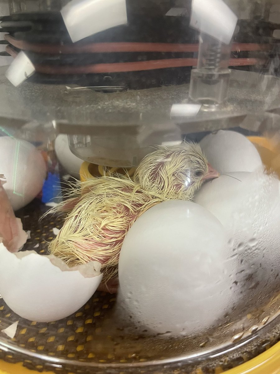 FierceFolsom's tweet photo. Happy birthday to the first two Folsom chicks of the year! 🐥🐣 https://t.co/qeXca5rII8