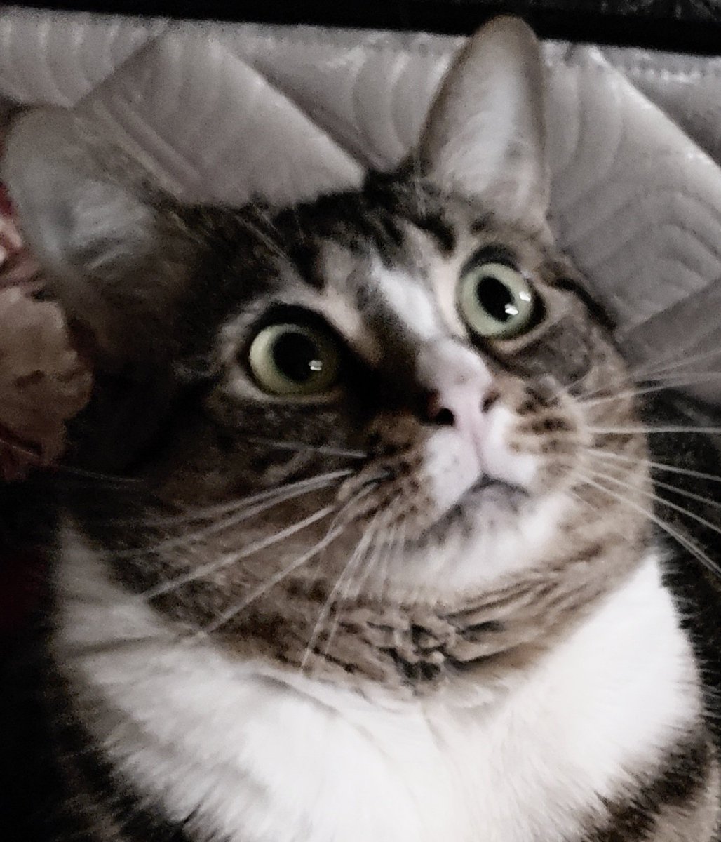 MikaTheCat tweet media