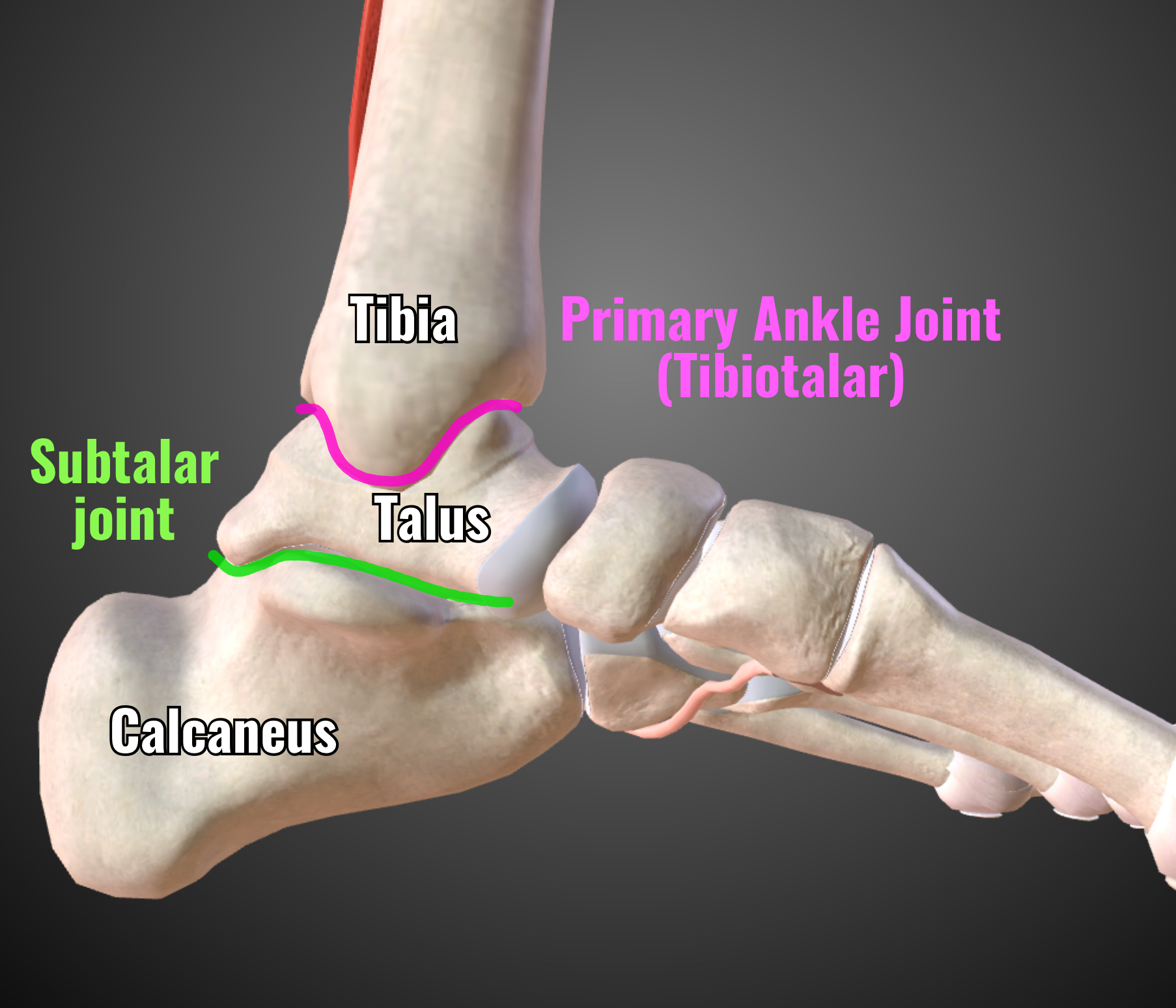 Brian Sutterer MD on X: The subtalar joint is not the primary ankle joint,  so while this is still a fusion, it's not as dramatic as thinking the whole ankle  joint is