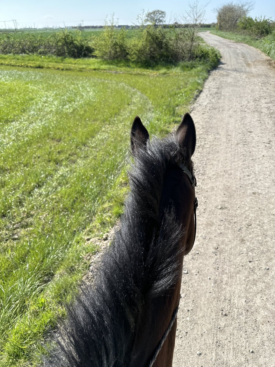 ShiraleeSwan's tweet photo. Sunny windy afternoon out with this one #bertandme #billynomates #racehorsetoridinghorse #tb https://t.co/heMu9KhrUv