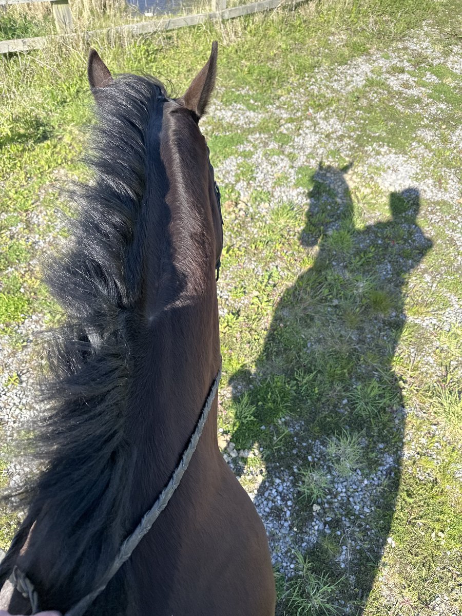 ShiraleeSwan's tweet photo. Sunny windy afternoon out with this one #bertandme #billynomates #racehorsetoridinghorse #tb https://t.co/heMu9KhrUv
