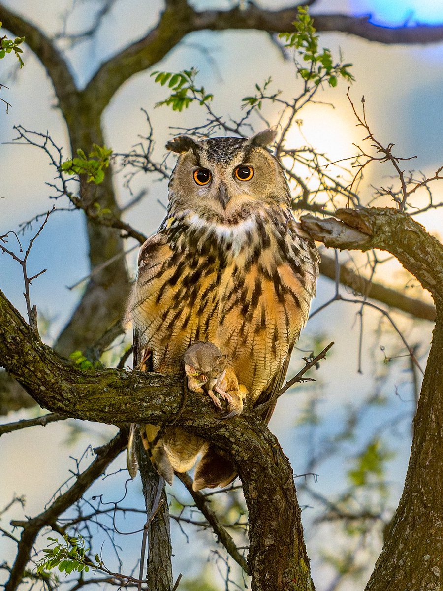 David Lei tweet media