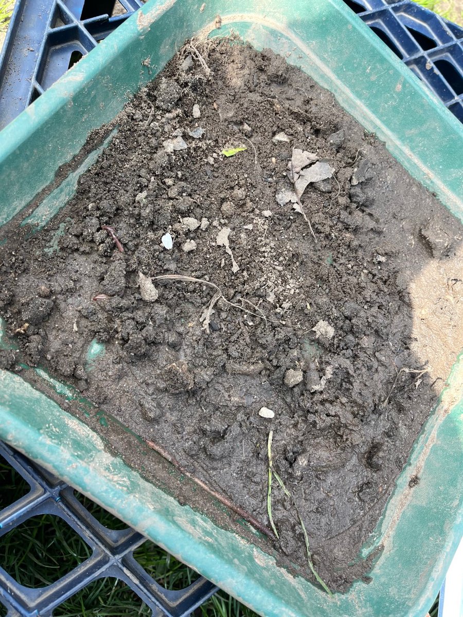 After reading 'Superworm', Opal class were very excited to go outside and try worm charming. We found it quite hard on a warm, sunny day but we did manage to charm 2 worms. We enjoyed observing them &amp; reading books to find information about them. #Outdoorlearning #365dayswild 🪱