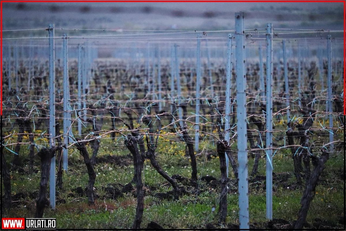 URLATI's tweet photo. Drumul Vinului 🍷

Cu stimă,
Echipa https://t.co/AIpv0kVHUV
#URLATI
#OrasulDintreVii
#DrumulVinului https://t.co/Nsqv1L8M4v
