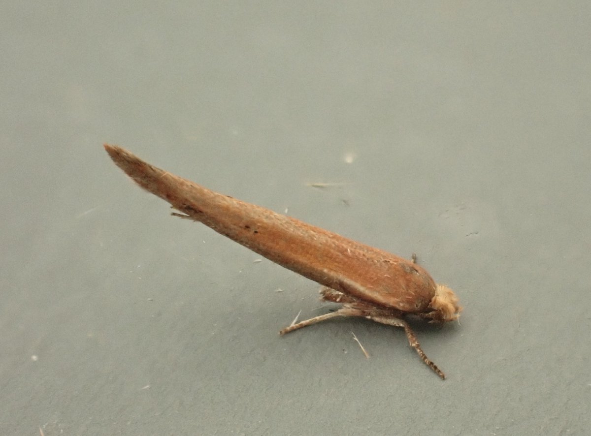 Moth du jour: Zelleria hepariella, in it's classic "nose down" pose. New for my garden too! #GlosMoths #TeamMoth