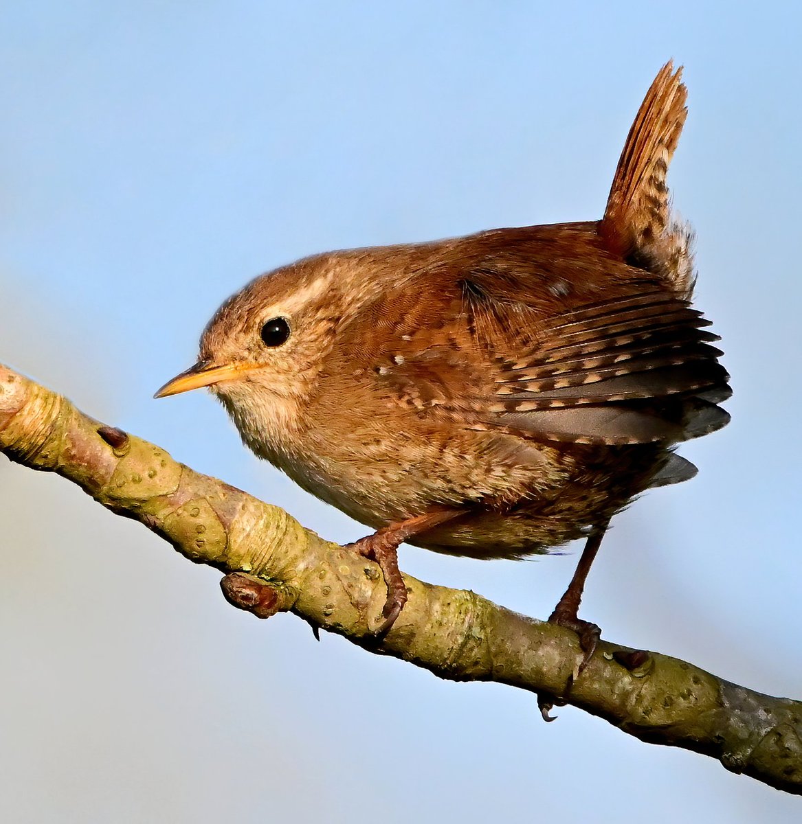 Carl Bovis on Twitter "Rank this little Jenny Wren for cuteness out of