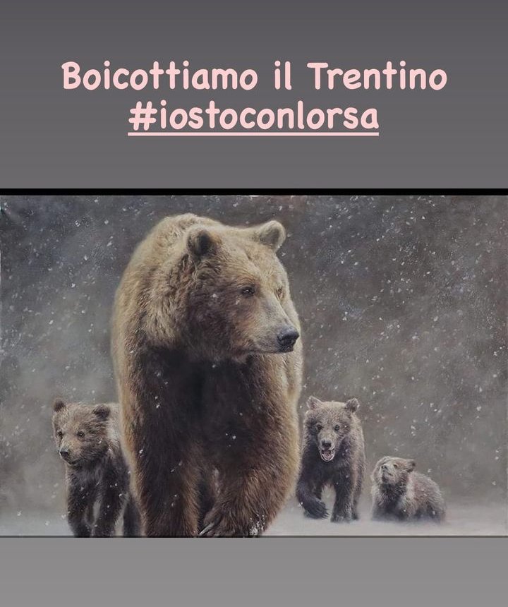 MasterM39827205's tweet photo. Io sto con l'orsa...

#iostoconlorsa
#iostocongliorsi https://t.co/0LWQLXtJJZ