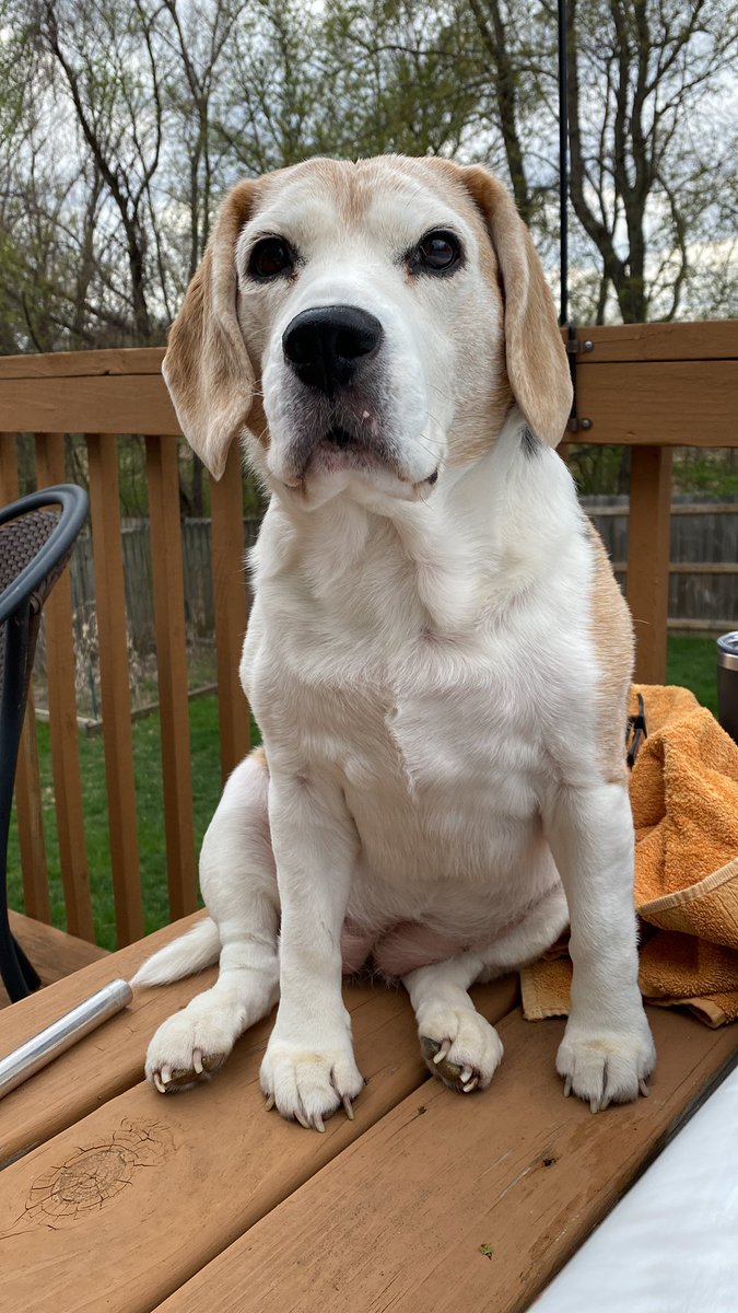 RileyBeagle tweet media