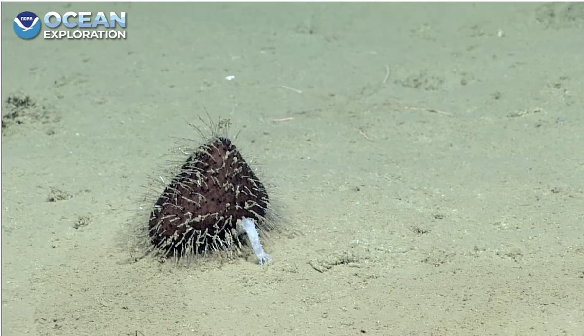 Christopher Mah, @echinoblog.bsky.social tweet media