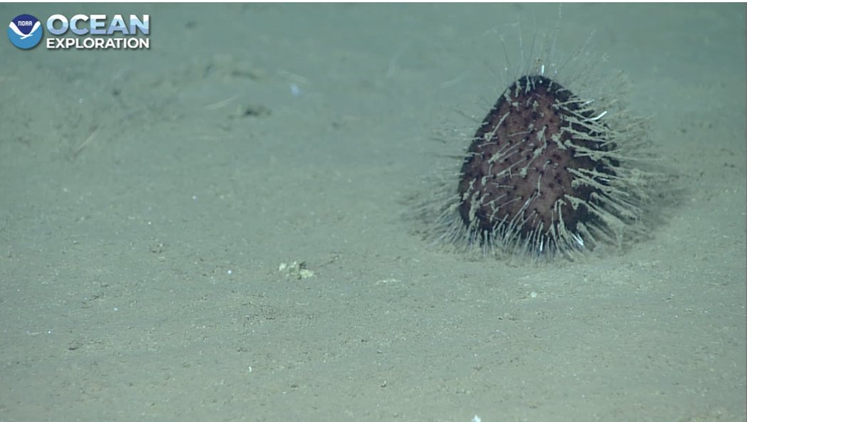 Christopher Mah, @echinoblog.bsky.social tweet media