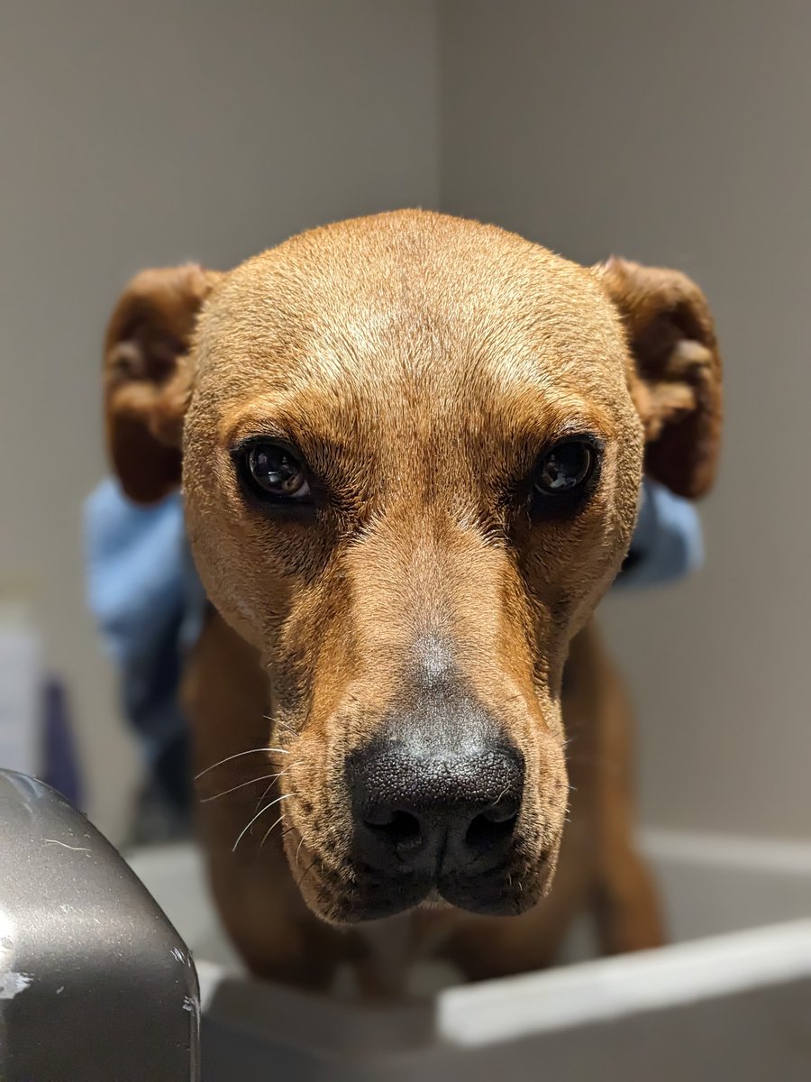 AG_Mayes's tweet image. It's all fun and games until someone ends up in the bathtub...

#dogs #dogslife #minnesotaspring #puppyplaytime #puppylove #puppylife #dogsoftwitter