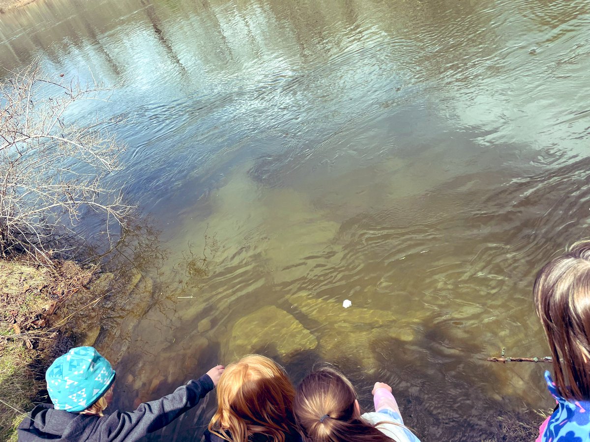 SusanKochVT's tweet photo. Kicking off our bird unit with inquiry “ Why is the duck feather staying dry?” 
Thanks for the excellent phenomena, Mother Nature! #ngss_tweeps #firstgrademagic #mrpsvt 
@AmyKochy @BareaKatie @MichaelBerryEDU @EcologySchoolME @NBNC_VT @KRScienceLady https://t.co/dVUeqQK3E8
