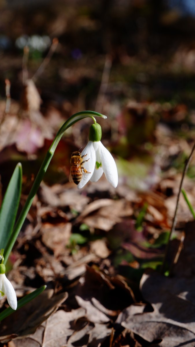 Renkar11's tweet photo. Spring https://t.co/YHb7TVR2Fv