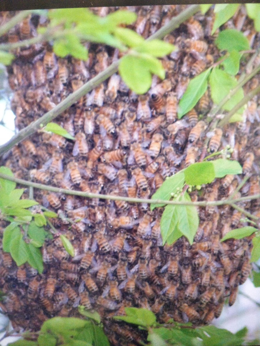 nate_station's tweet photo. Can you bee leave it? I have this now. https://t.co/vYcr6YrdHa