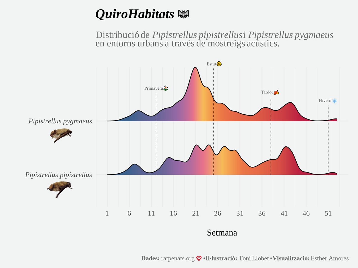 mcngranollers's tweet photo. #Day19🦇Distribució de P. pipistrellus i P. pygmaeus a través del protocol Quirohàbitats de @Ratpenats_Cat. 

👉Les dues són espècies comunes, però P. pygmaeus està més adaptada a entorns antròpics.

#Anthropocene #30DayChartChallenge @30DayChartChall https://t.co/IUDZIcP2C5